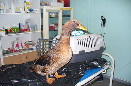 Cleaning of birds and animals from oil contamination